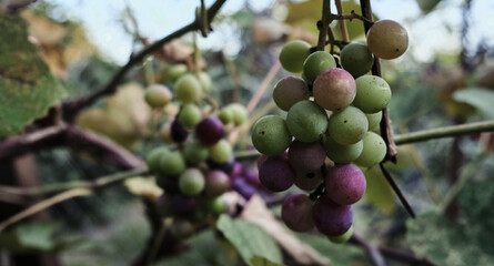 Red grapes with green unripe berries close-up of a bunch hanging. The grapes are not ripe yet and are hanging on a branch in the vineyard.