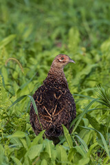 こちらを注視する幼鳥雌キジ