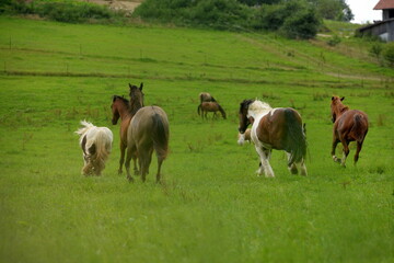 Fototapeta premium Bunte Pferdeherde auf der Wiese