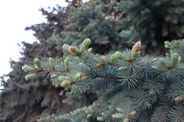Pine cones in Moscow