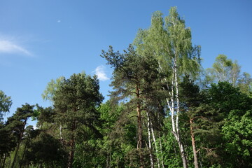 Fototapeta premium Russian spring forest