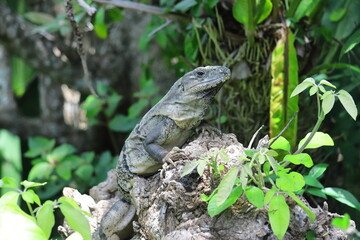 iguana on a branch