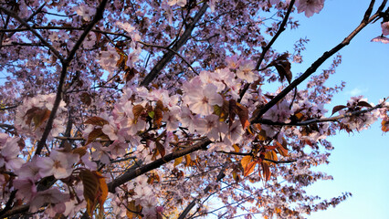 Pink sakura tree in spring