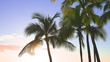 The leaves of a coconut tree sway in the wind against a blue sky. Bright sunny day on the beach of Waikiki, Oahu Hawaii.