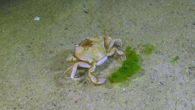 Swimming crab (Macropipus holsatus) eating, Black Sea