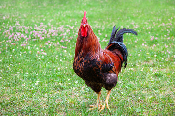 Full face rooster portrait. Bright multi-colored rooster looks at the camera, on a green field with clover. Cockerel Free Range in the grass