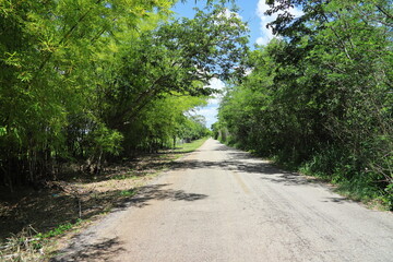 road in the forest