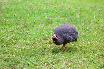 Guinea fowl, in the grass. Large gray bird on a green field with clover.