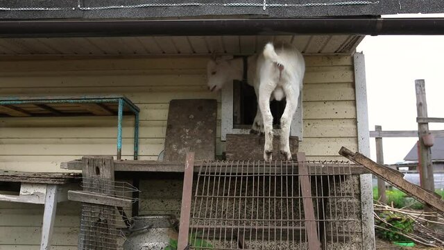 Cute free range goatling on organic natural eco animal farm freely grazing in yard on ranch background. Domestic goat graze in pasture. Modern animal livestock, ecological farming. Animal rights