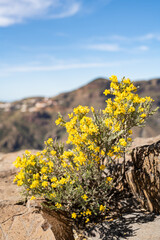 Blumen auf Felsen in der kanarischen Berglandschaft des Roque Nublo im Herzen von Gran Canaria