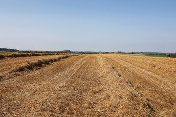 Straw swaths in a newly mowed field