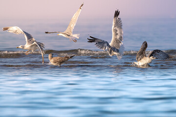 Close up of a flock of seagulls taking off from shallow water in the late afternoon light