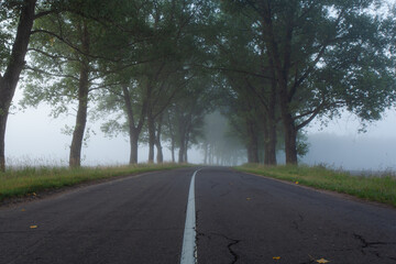 A lonely foggy road cutting through a thick and quiet wood.
