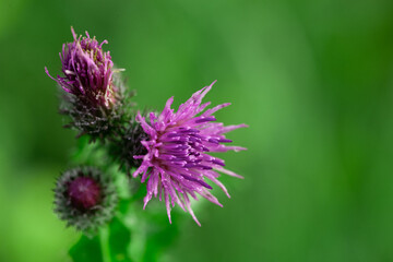 Bees Pollinating Thistle flowers in Summertime macro