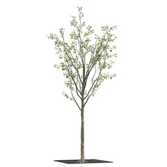 3d render of a tree on white background