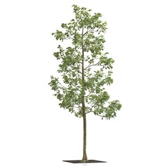 3d render of a tree on white background