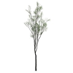 3d render of a tree on white background