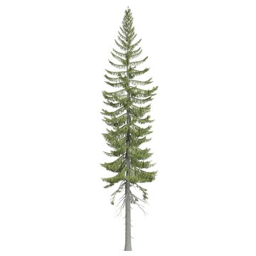 3d rendering - coniferous tree on white background