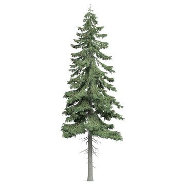 3d rendering - coniferous tree on white background