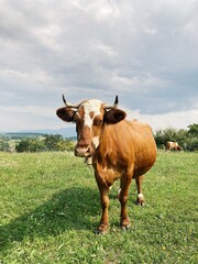Fototapeta na wymiar cow in the field