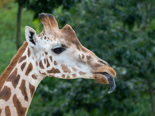 portrait of funny giraffe close up