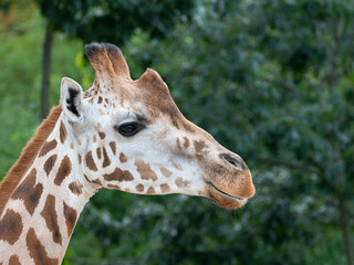 portrait of giraffe close up