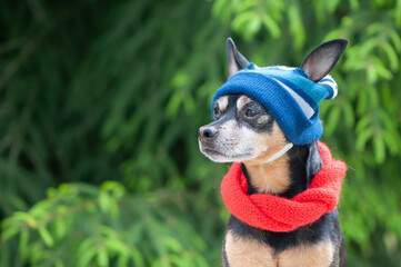 Funny dog in a hat and scarf, clothes for dogs in bad weather. Space for text