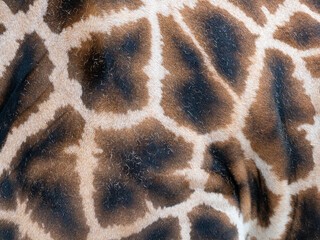 Obraz premium a fur of giraffe - texture close up
