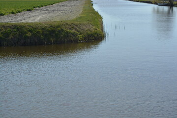 the river in the field tulip