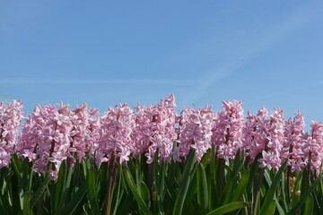 pink hyacinths in spring with blue sky background