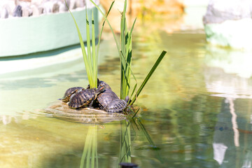 Several turtles on a hill in an ornamental pond