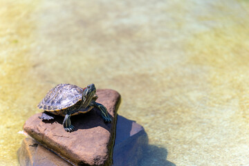 A turtle on a stone in a decorative pond with its head towards us