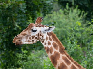 portrait of giraffe close up