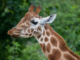 portrait of giraffe close up