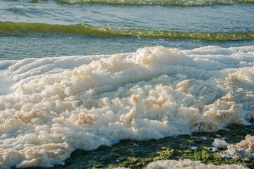 metaphiton a community of organisms, algae, bacteria, detritus, invertebrates and fungi. Converted components to foam. Formation processes in the seas and reservoirs