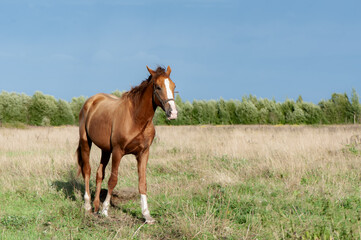 Obraz premium Beautiful, young red horse goes in the field, looks at the camera, space for text
