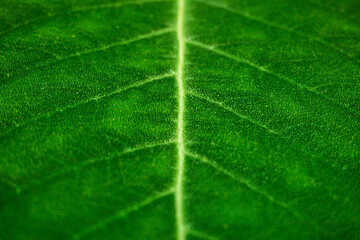 the surface of a green leaf of a tropical plant, a textured surface, a rich green background