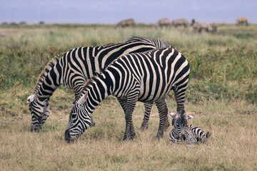 Naklejka na ściany i meble Zebras from Kenya