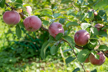 Closeup of a bunch of bio organic red apples growing on the branches of an apple tree in an orchad
