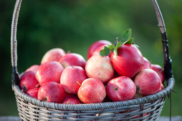 Juicy red apples in a basket on the table  on a beautiful natural garden background. Apple harvest theme