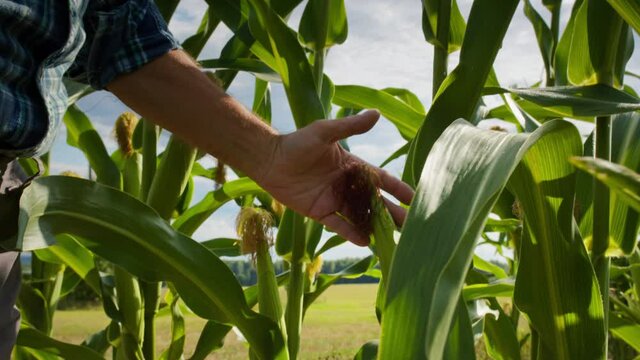 Farmer wearing straw hat walking through corn field. Man going between corn rows and touching green leaves. Harvest time concept. Agronomist checking vegetables plantation, examining crops.