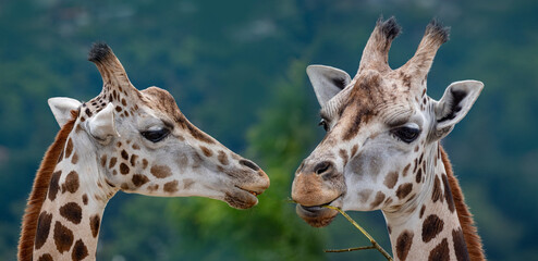 portrait of giraffes close up