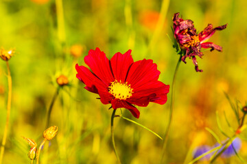 wildflowers on the meadow, summertime, gardening, bee
