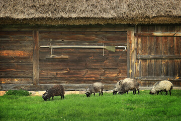Sheep in front of Barnyard
