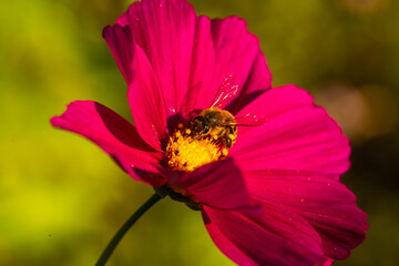 wildflowers on the meadow, summertime, gardening, bee