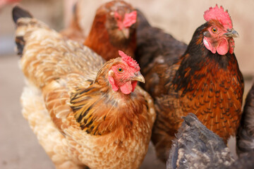 Many chickens on the farm
