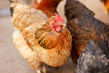 Many chickens on the farm