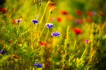 red wildflower on the meadow, macro