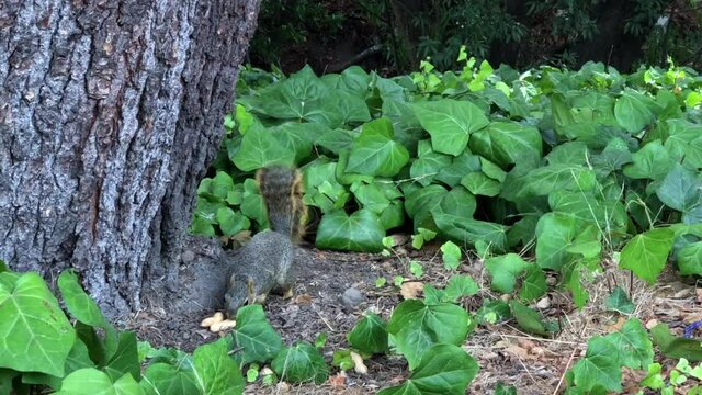 4K HD video of one squirrel popping out from behind a tree, picking up a whole peanut and maneuvering it into it's mouth before darting off up the tree
