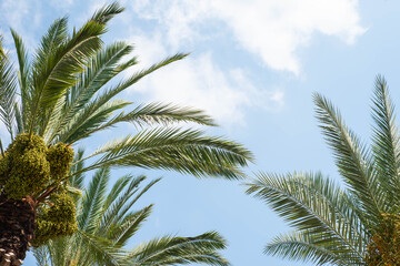 Obraz na płótnie Canvas Tropical palm leaves with the sky background. Copy space for text. Date fruit palms. Summer vacation and travel concept.